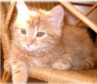 cette chats il est tres jolie